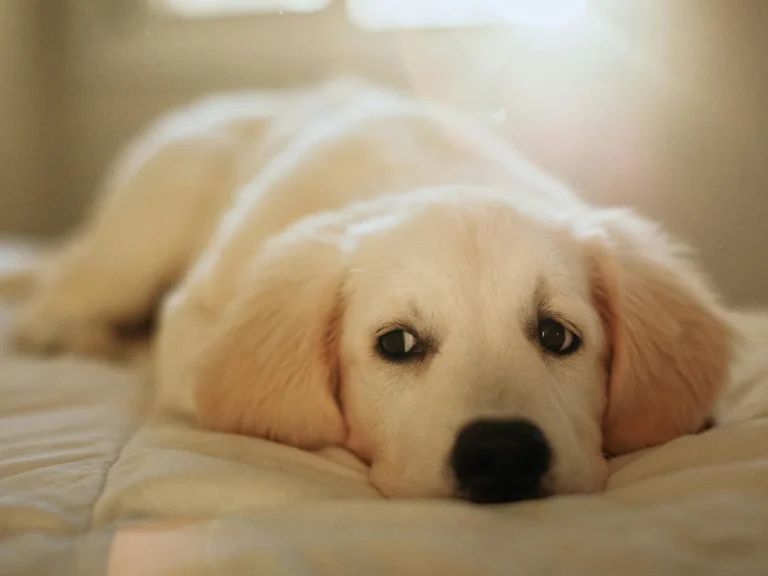 Pet Stain & Odor Removal Las Vegas